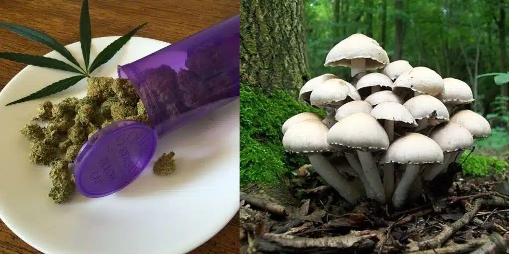 can you mix weed and shrooms