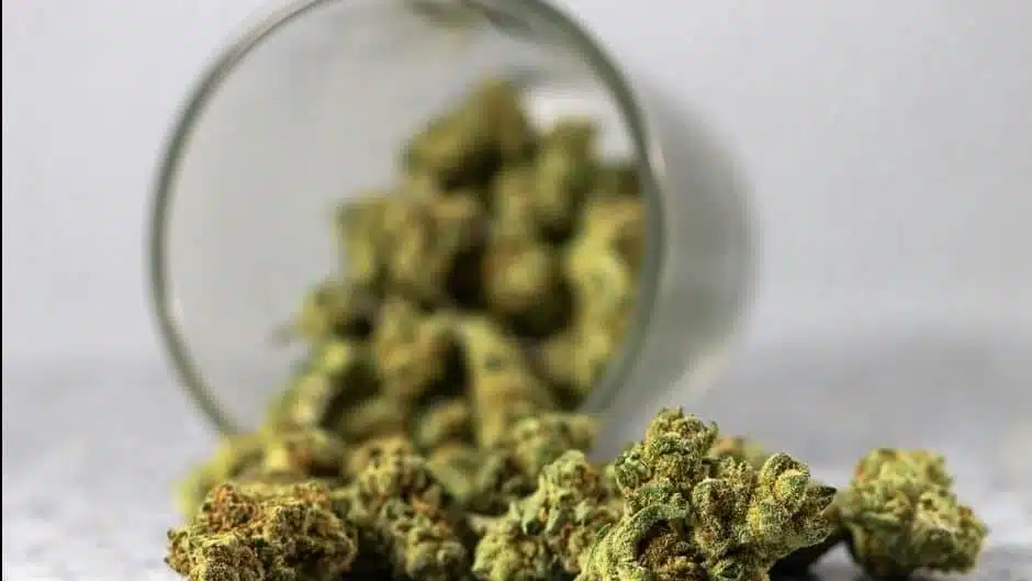 weed edited