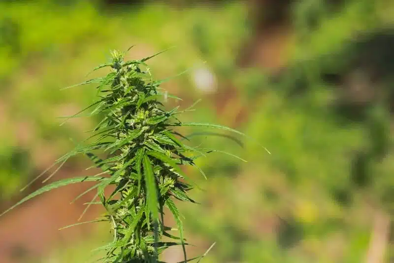 Rare Weed Strains