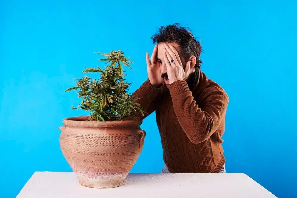 Best Cannabis for Migraine