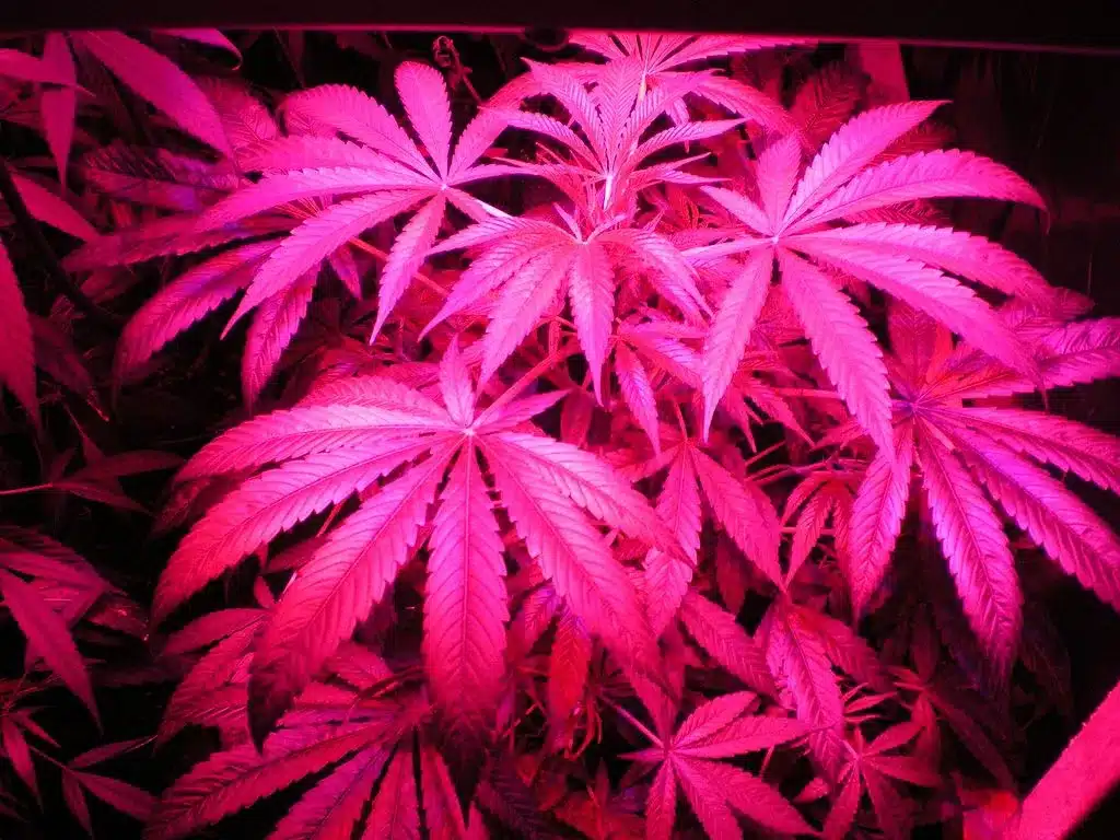 Hybrid