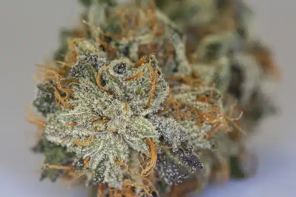 Medical Marijuana Dispensary Bellingham