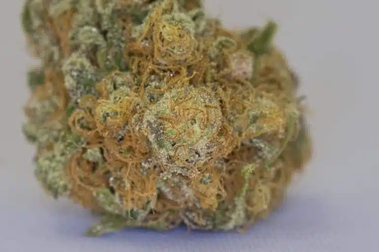 Medical Marijuana Dispensary