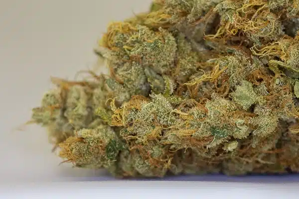 Medical Marijuana Dispensary Bellingham
