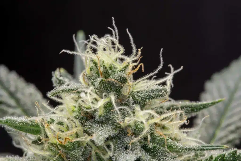 Medical Marijuana Dispensary
