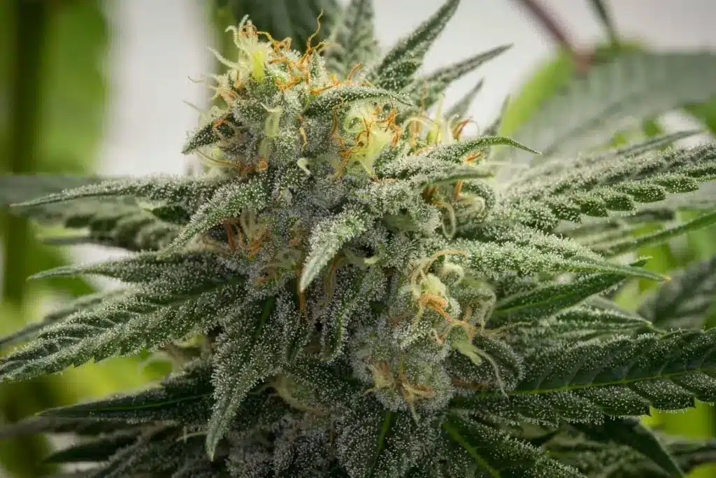 Medical Marijuana Dispensary Bellingham