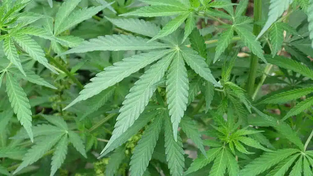 Indica Edited