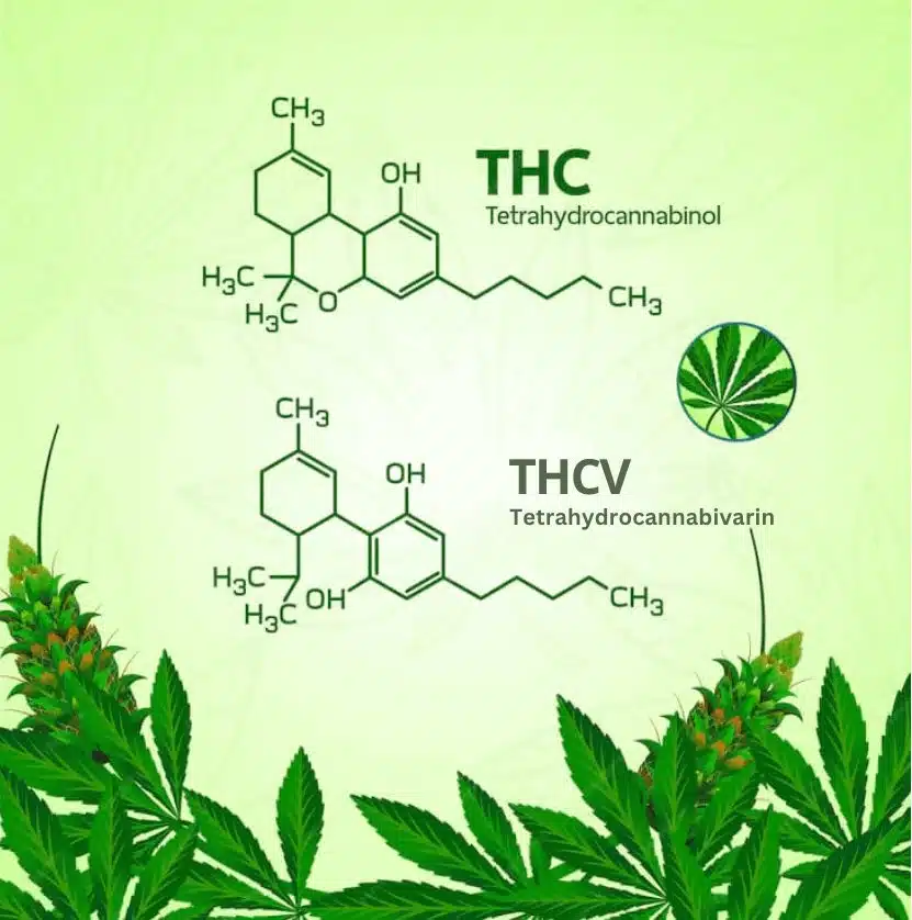 THCA vs THCV