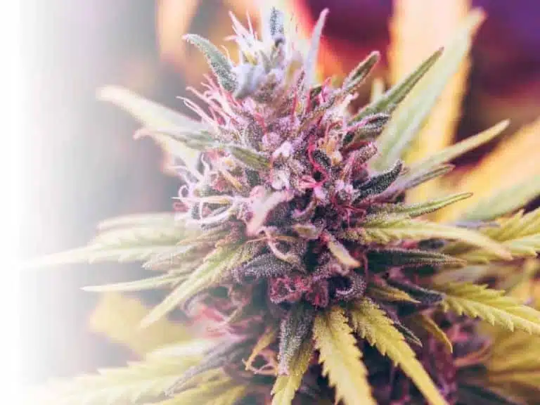 The-Joint-Cannabis-Store-1-768×576