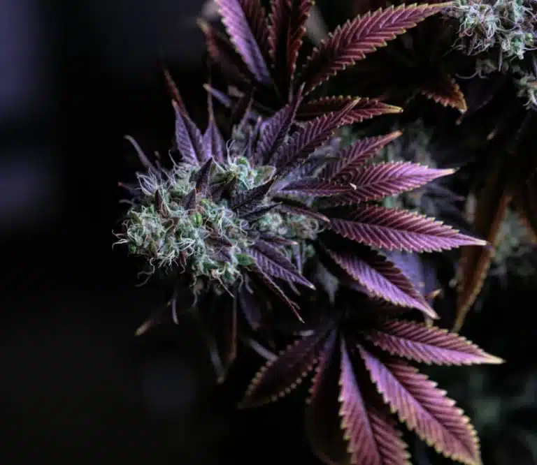 Quality Cannabis Flower for Discerning Customers in Seattle, Tacoma, Burien & Everett