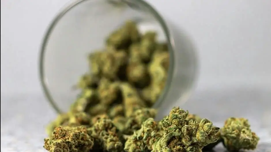 weed
