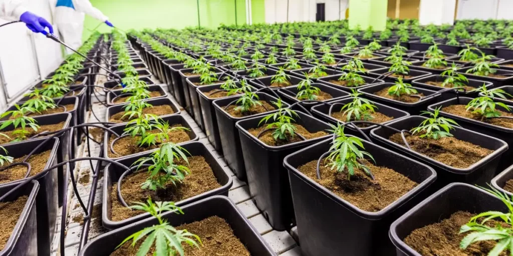 Alt Tag: Homegrown Weed Vs Dispensary Weed